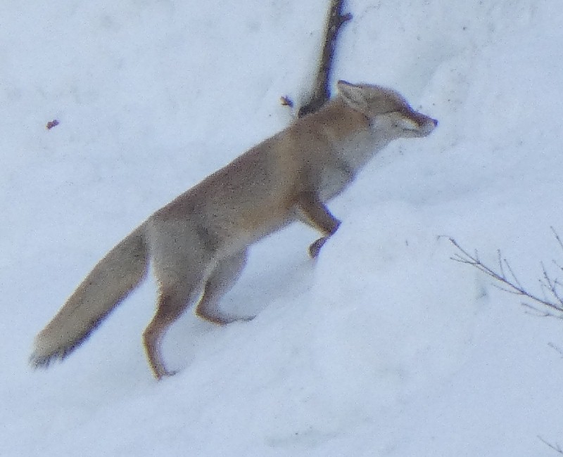 �z���h�L�c�l