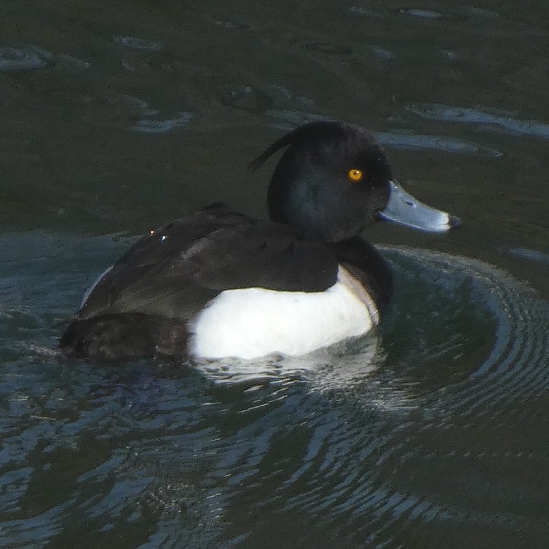 �L���N���n�W��