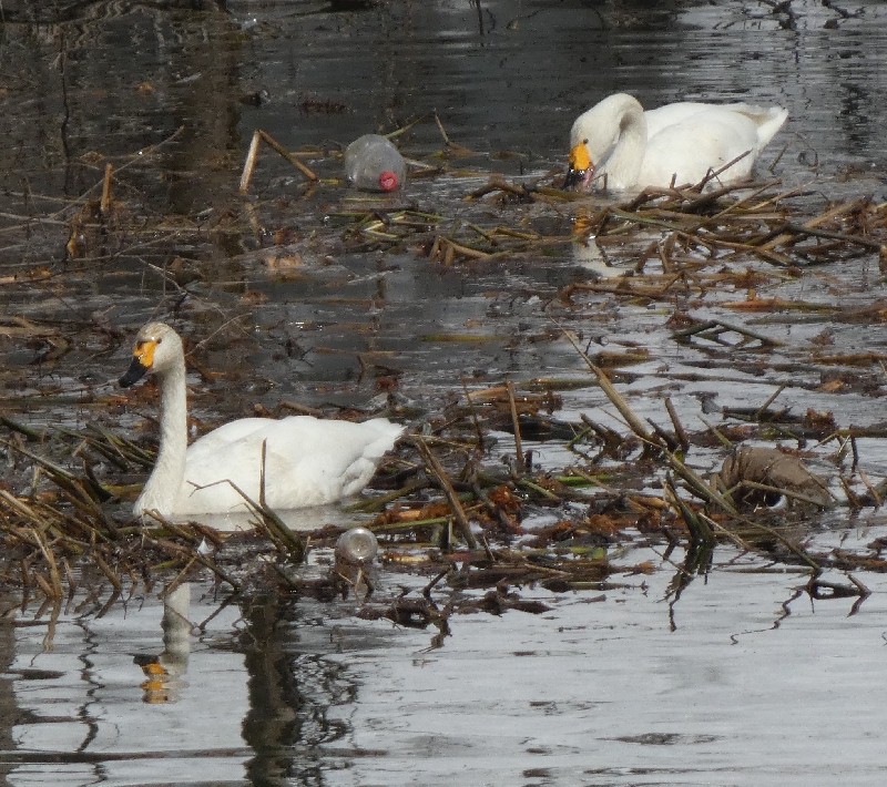 �R�n�N�`���E