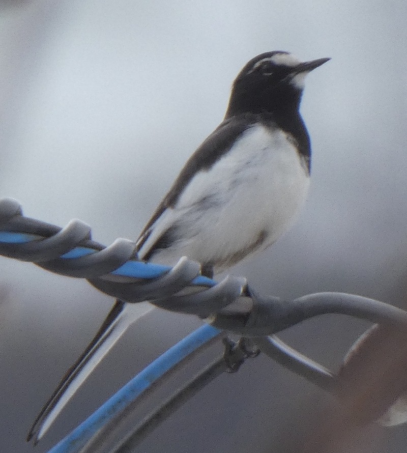 �Z�O���Z�L���C