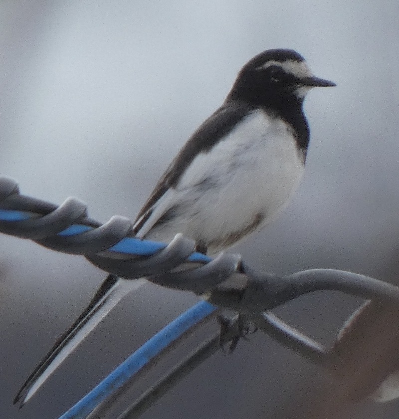 �Z�O���Z�L���C