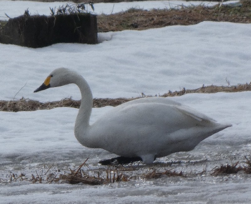 �R�n�N�`���E