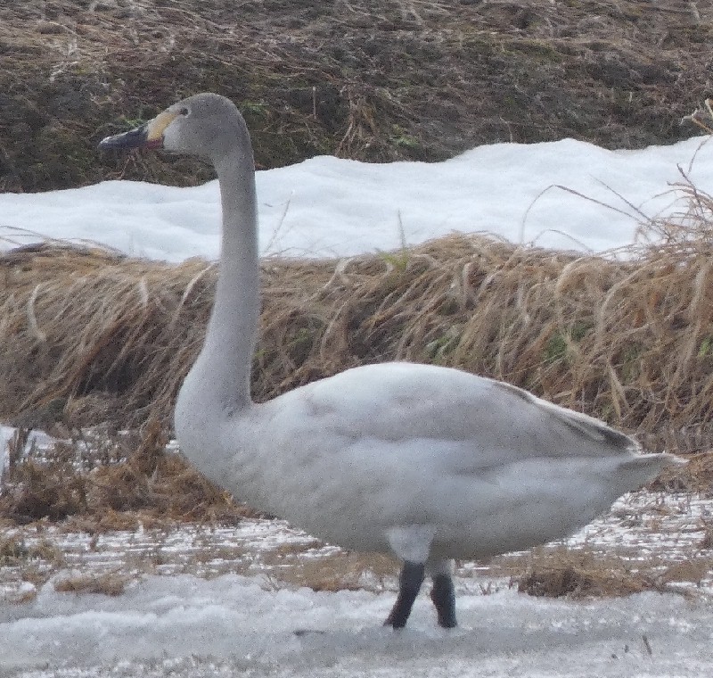 �R�n�N�`���E