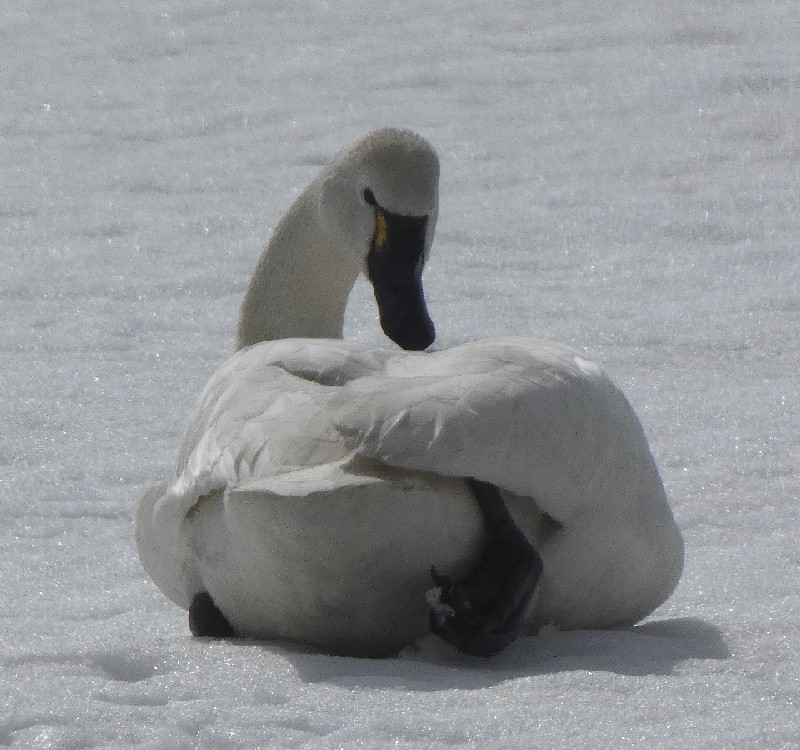 �A�����J�R�n�N�`���E