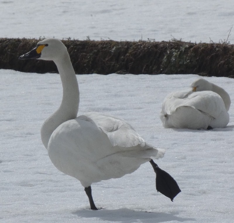 �R�n�N�`���E