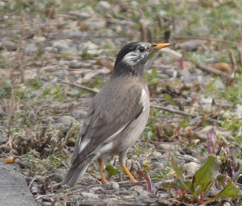 ���N�h��