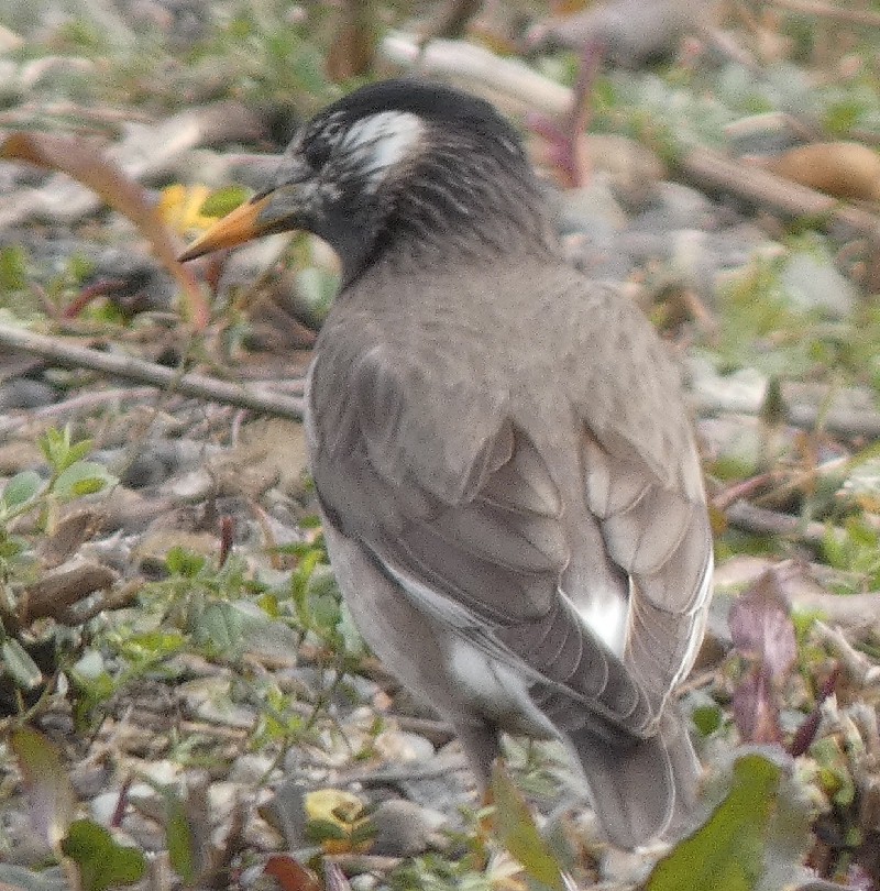 ���N�h��