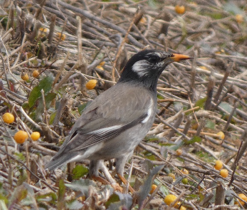 ���N�h��