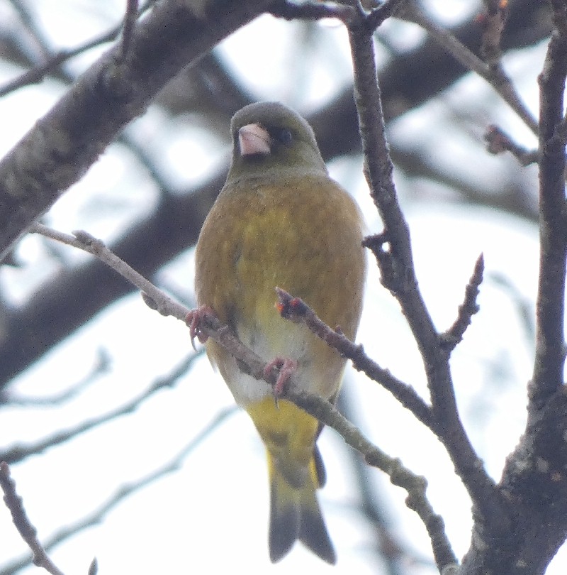 �J�����q��