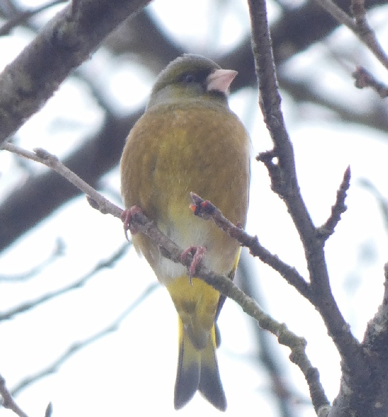 �J�����q��