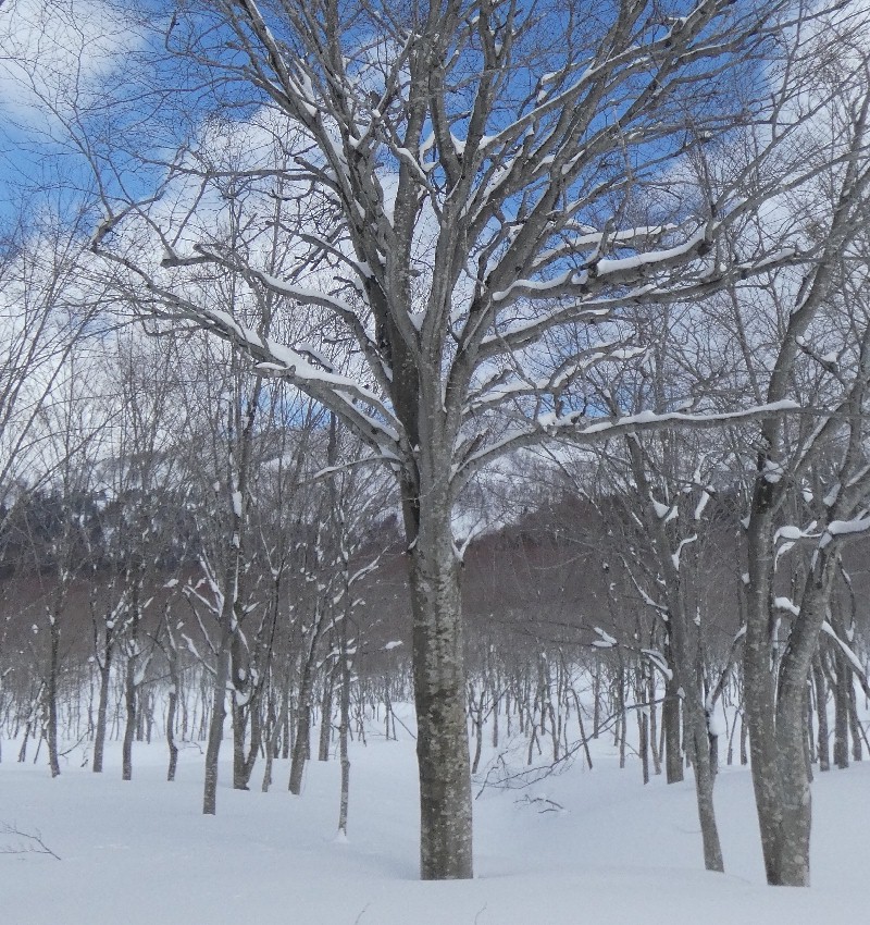 �ԂȂ�������