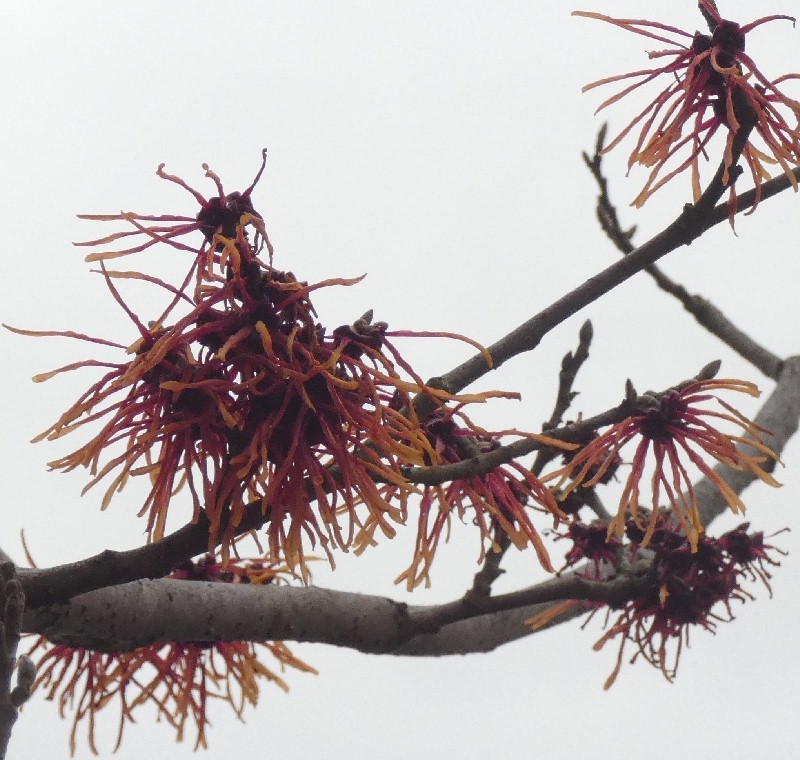 �A�J�o�i�}���T�N