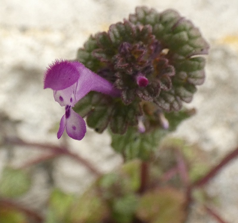 �z�g�P�m�U