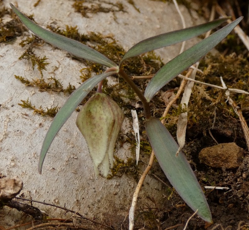 �R�V�m�R�o�C��