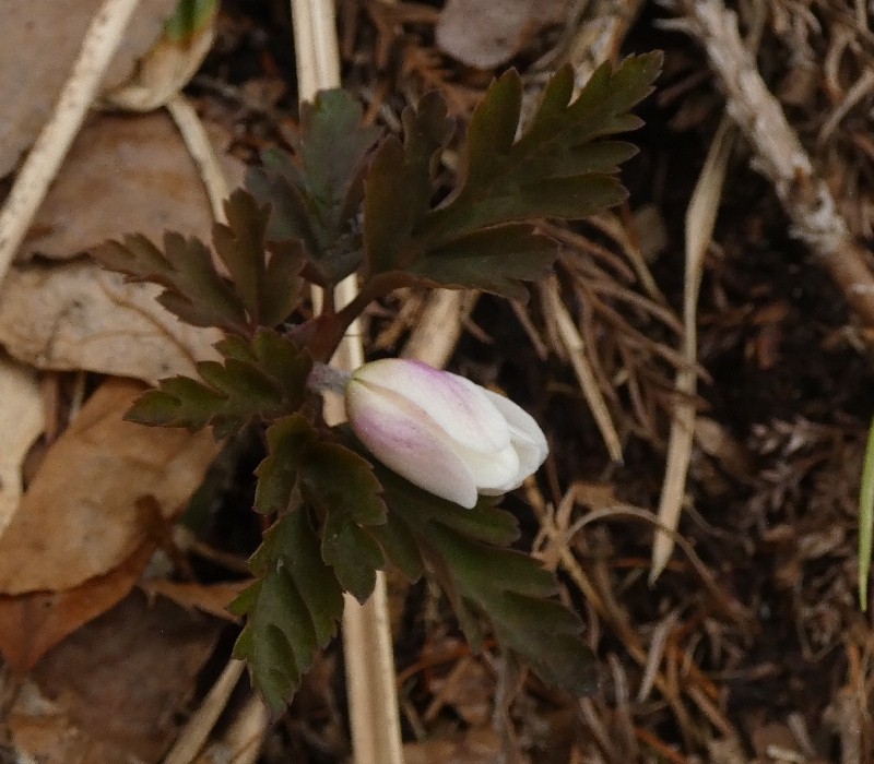 �L�N�U�L�C�`�Q