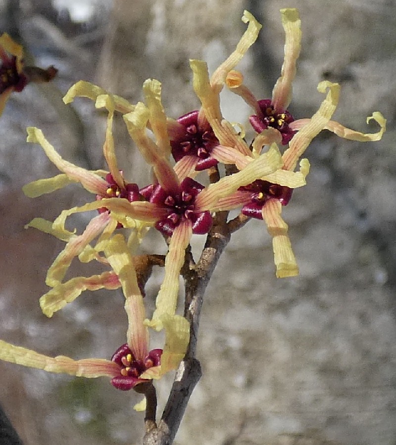 �}���o�}���T�N