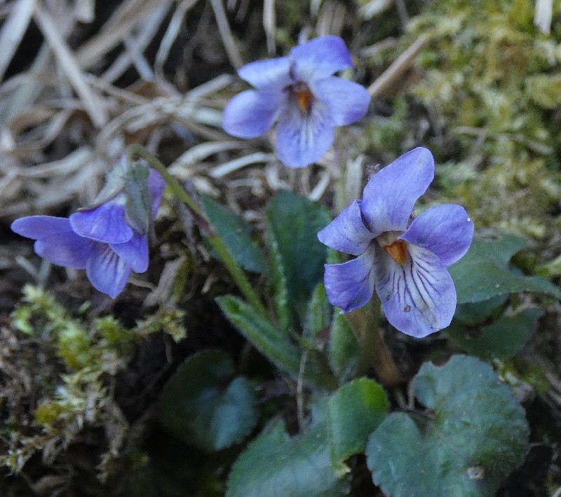 �A�I�C�X�~��