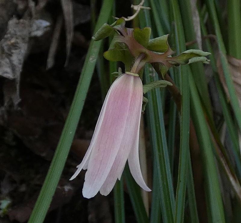 �A�Y�}�C�`�Q