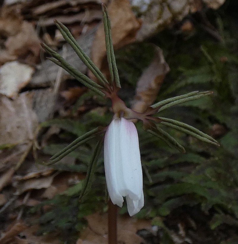 �A�Y�}�C�`�Q