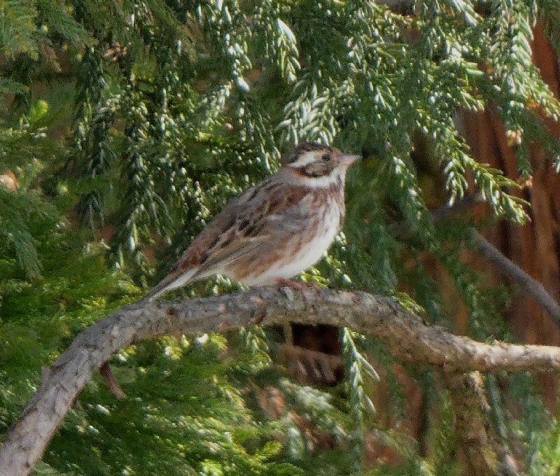 �J�V���_�J