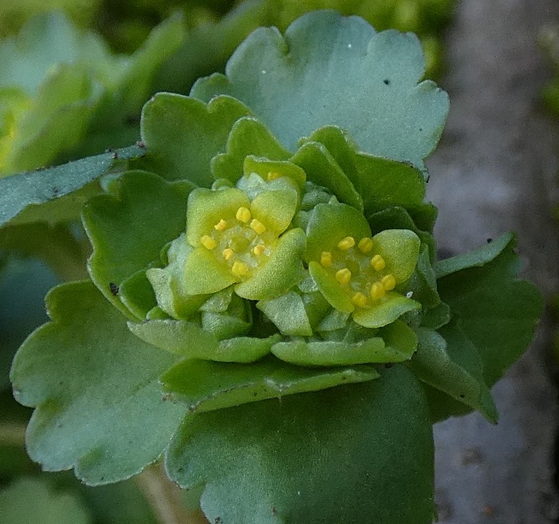 ���}�l�R�m���\�E