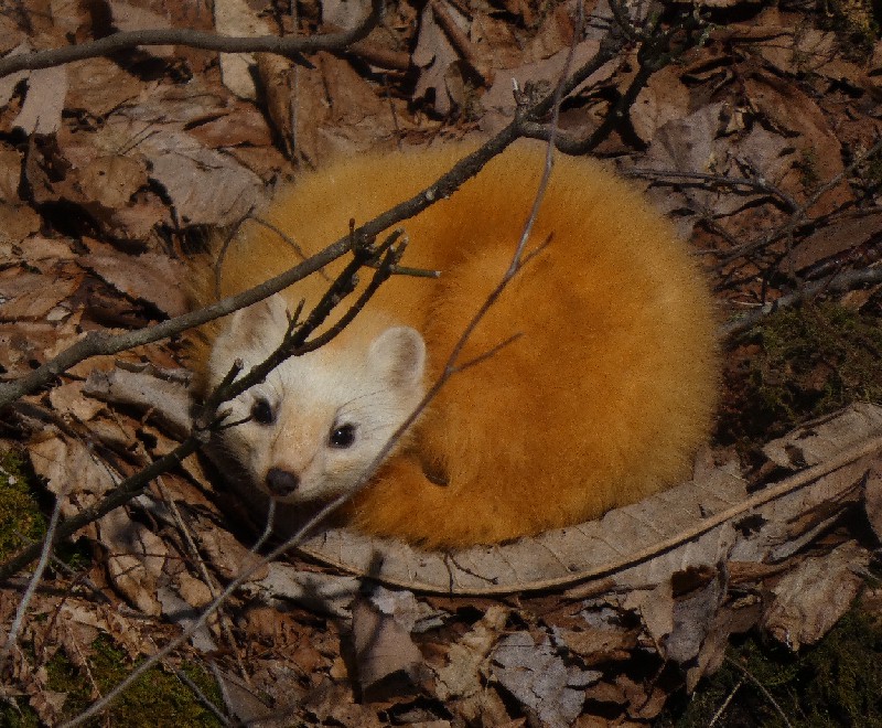 �z���h�e��