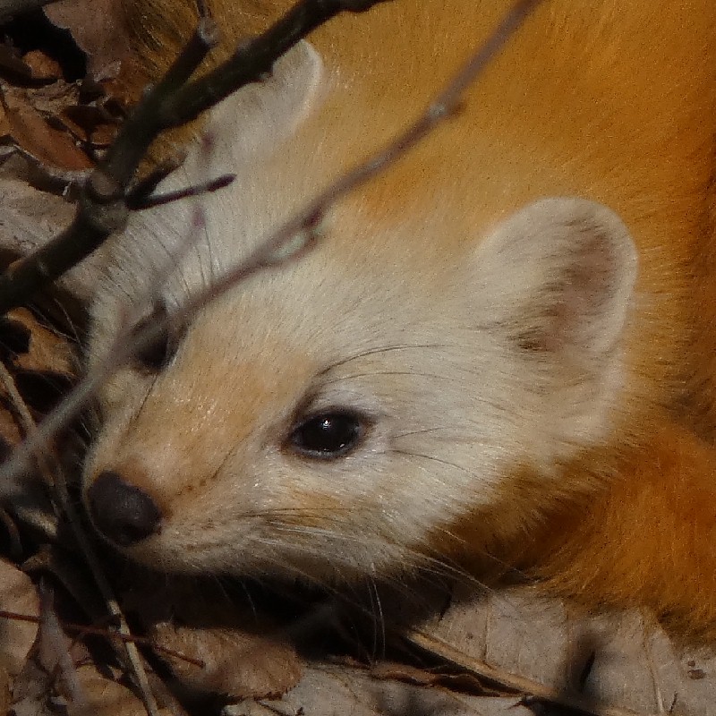 �z���h�e��