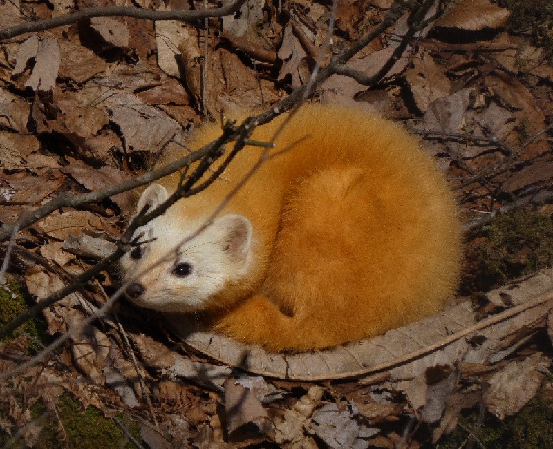 �z���h�e��