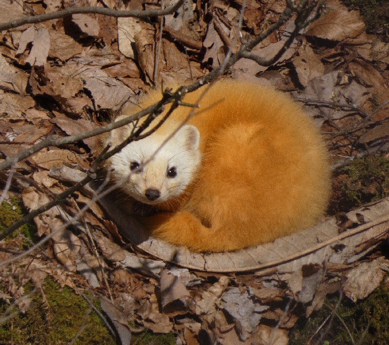 �z���h�e��