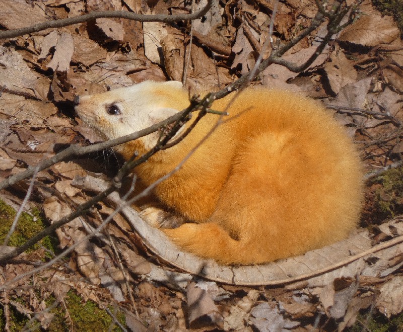 �z���h�e��