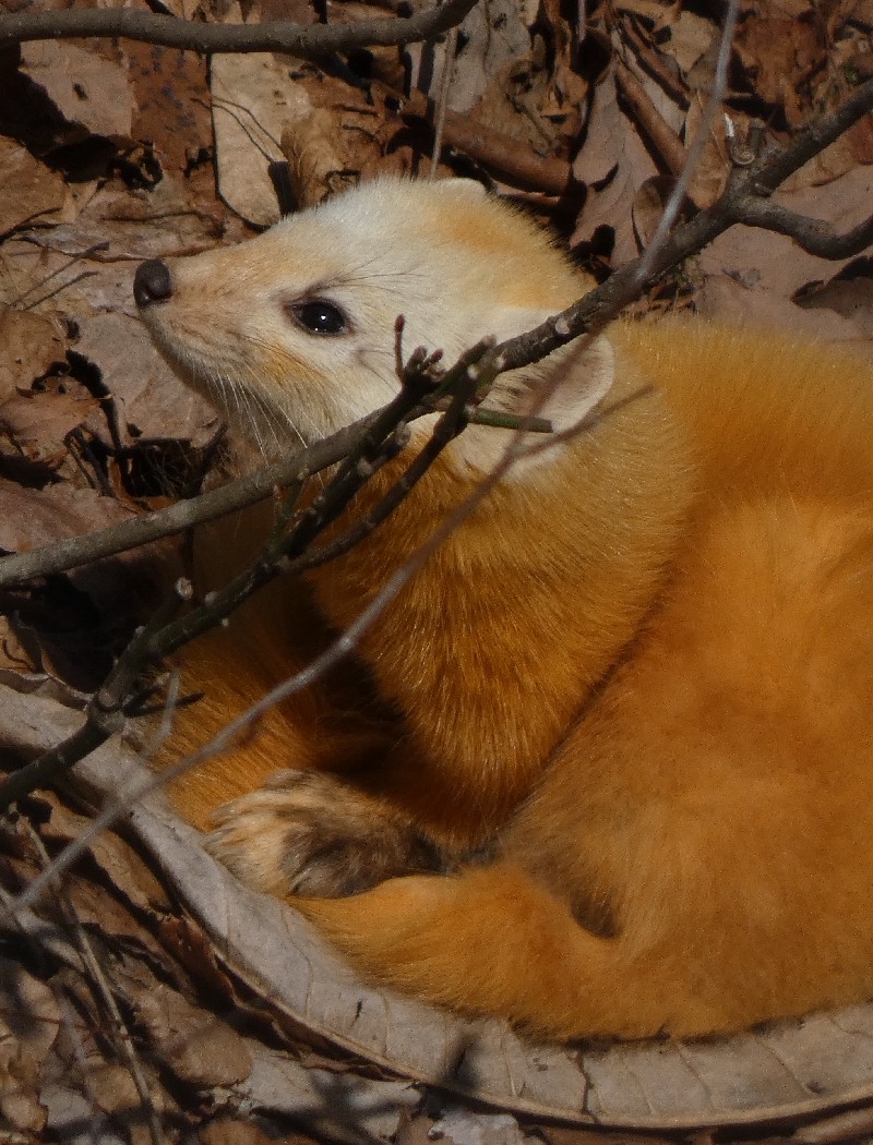 �z���h�e��