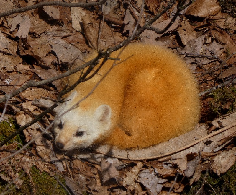 �z���h�e��