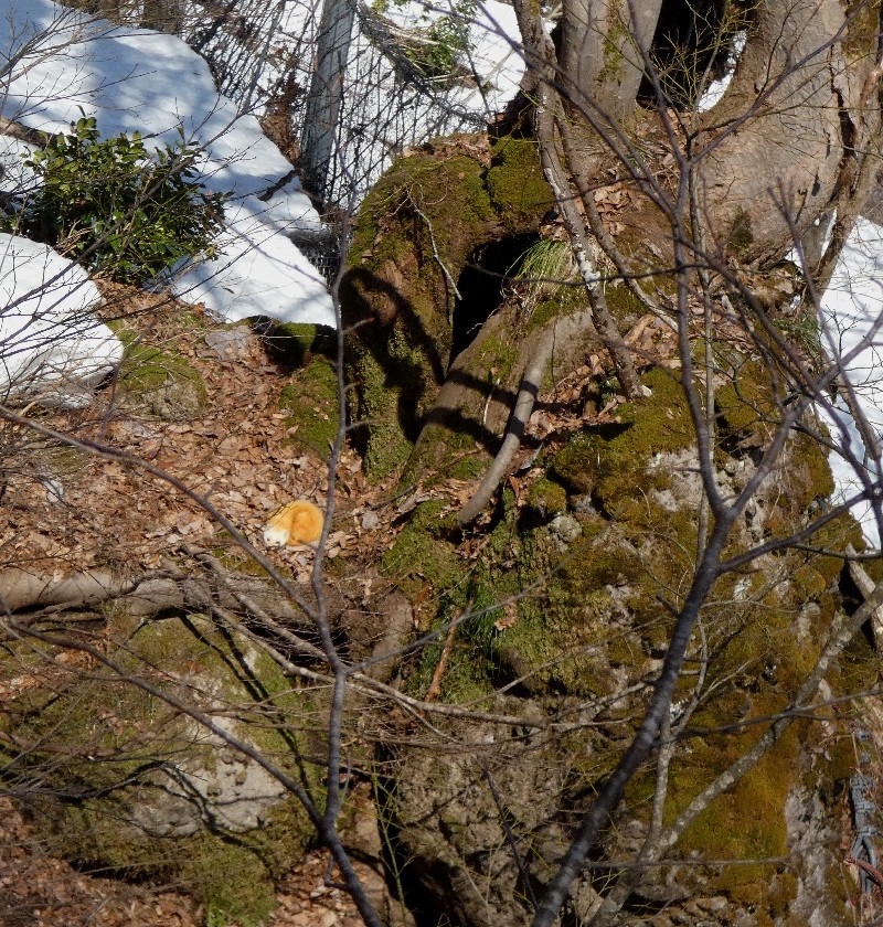 �z���h�e��