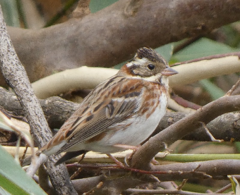 �J�V���_�J