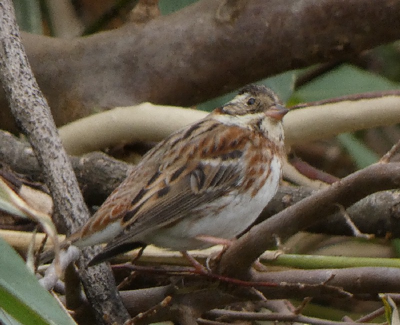 �J�V���_�J