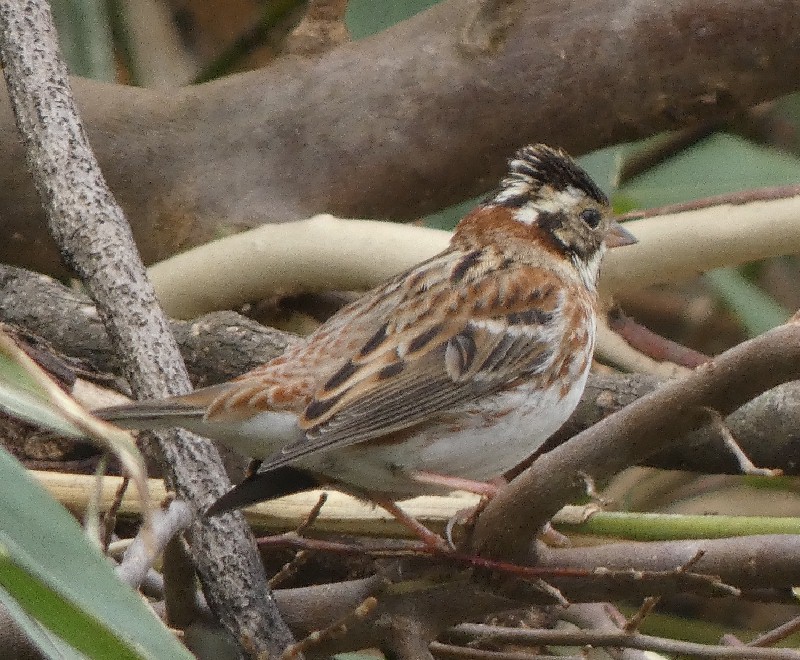 �J�V���_�J